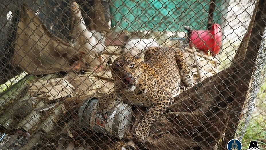 <div class="paragraphs"><p>The leopard that strayed inside a poultry shed in Dholwad village in Maharashtra's Junnar.</p></div>